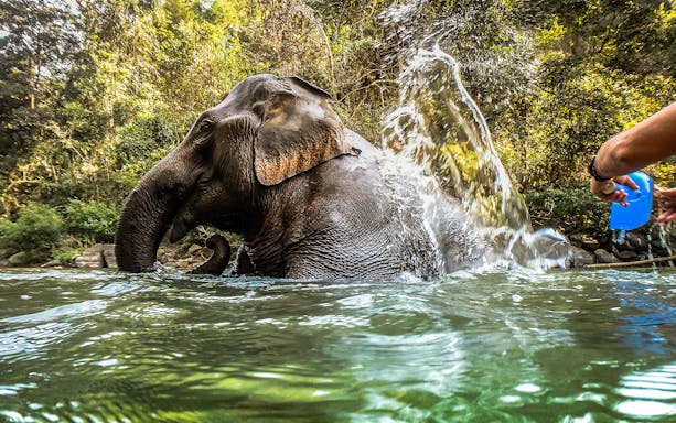 Bathing elephant in river at Krabi Elephant Shelter, Thailand.