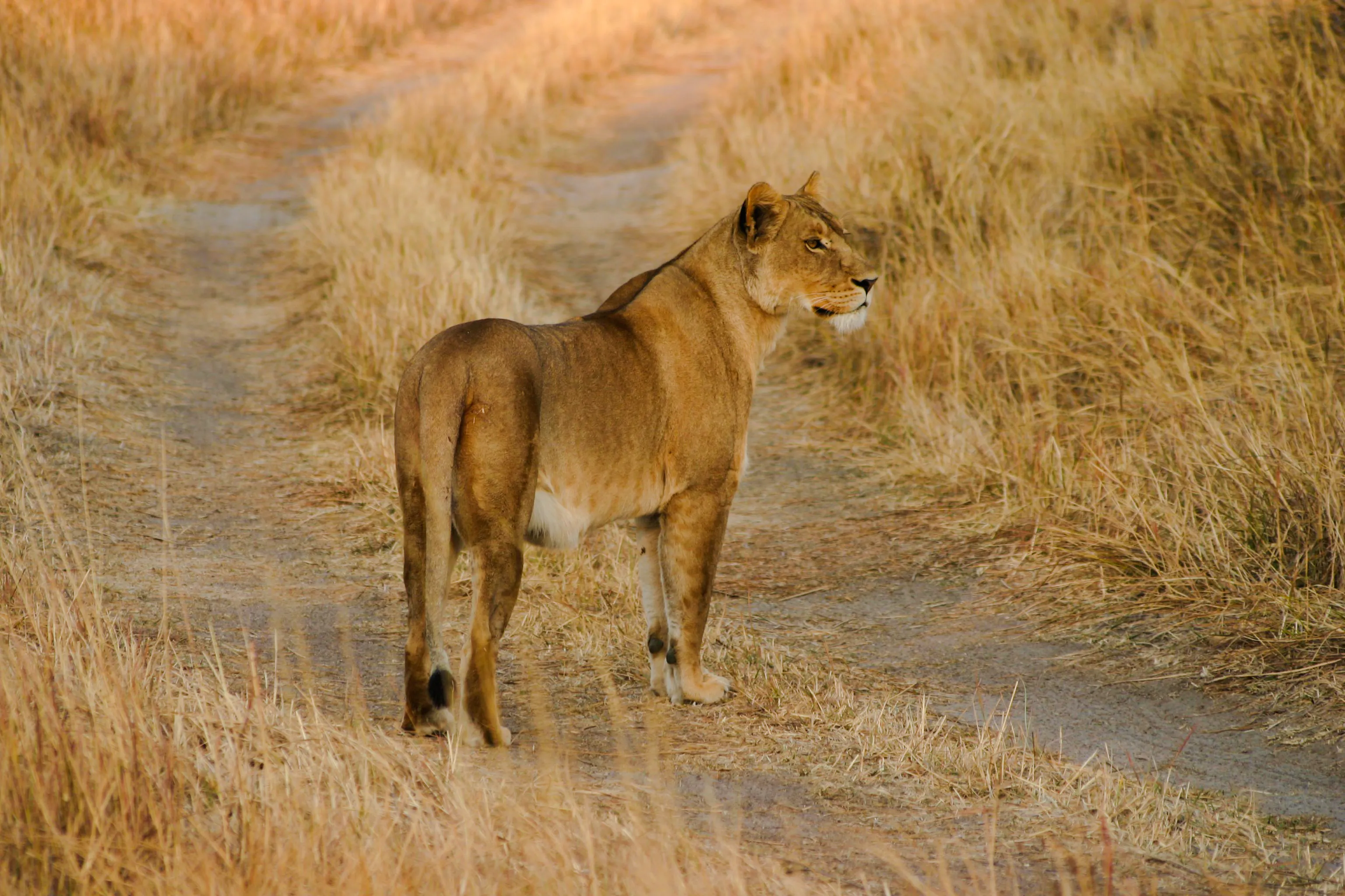 Lioness walking on a dirt path in Nyerere National Park, Tanzania.