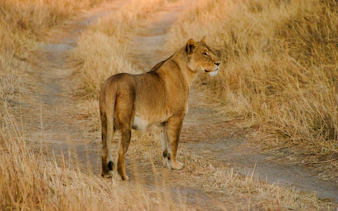 Lioness walking on a dirt path in Nyerere National Park, Tanzania.