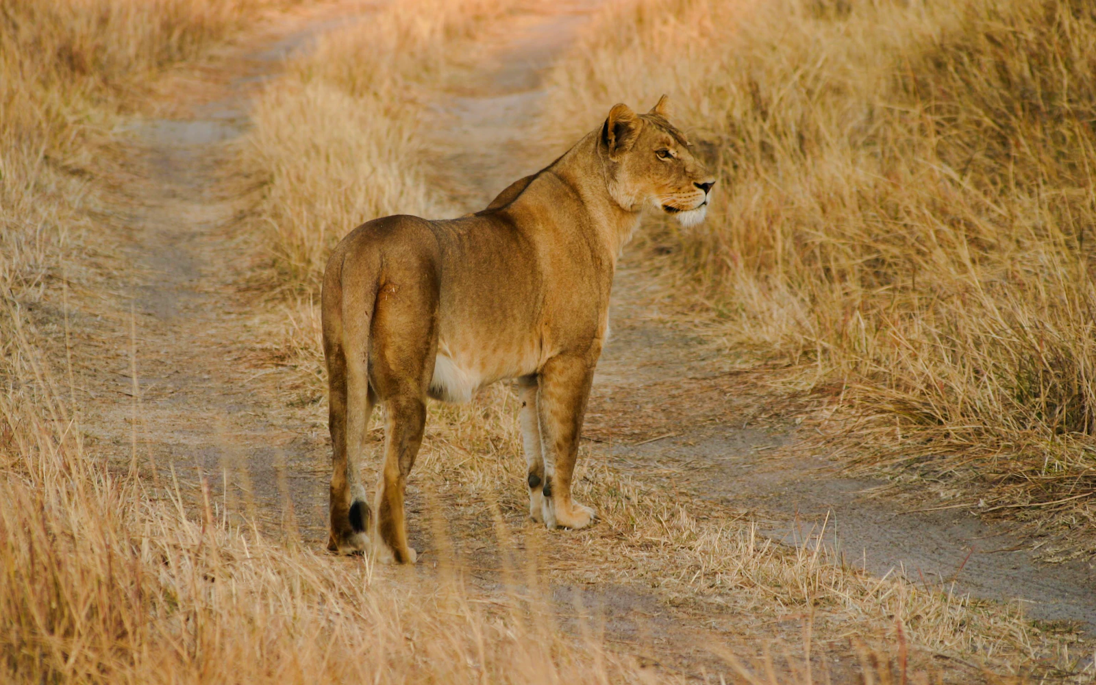 From Zanzibar: Nyerere National Park 2-Day Fly-In Safari (Product 55587)