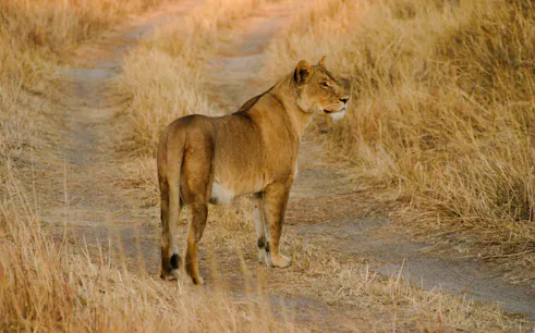 Lioness walking on a dirt path in Nyerere National Park, Tanzania.