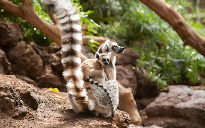 Lemur with baby on back at Oasis Wildlife, Fuerteventura.