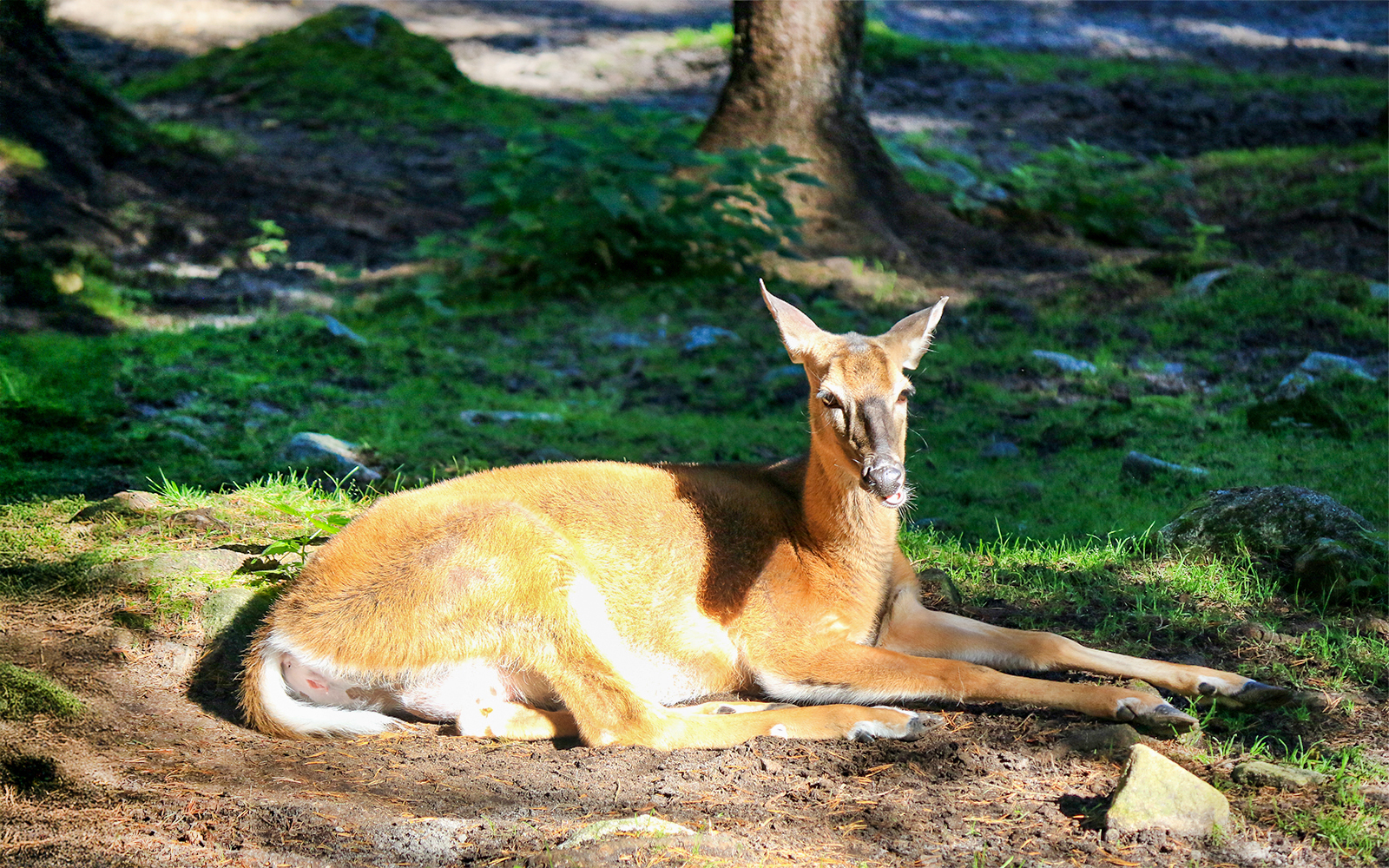 Deer resting in the sun at Ranua Wildlife Park, Finland.