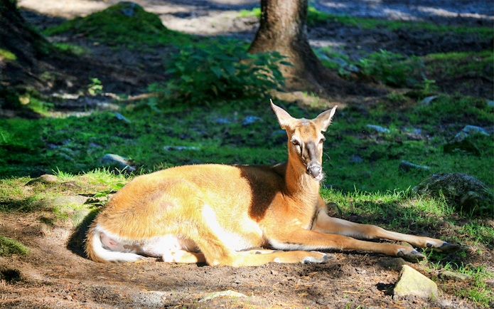 Deer resting in the sun at Ranua Wildlife Park, Finland.
