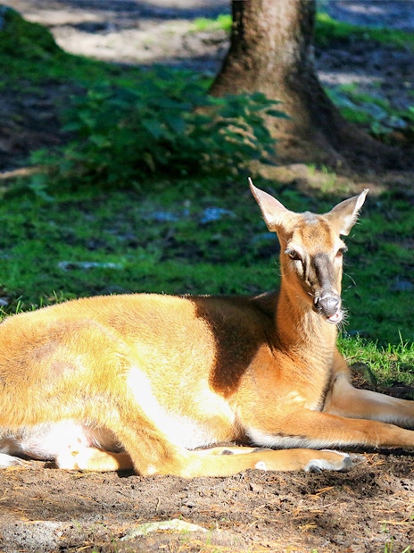 Deer resting in the sun at Ranua Wildlife Park, Finland.