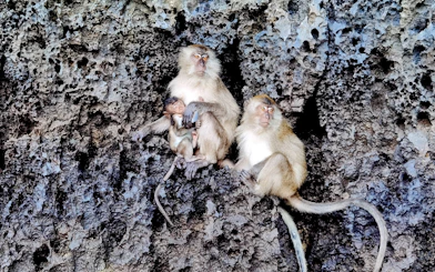 Monkeys on rocky cliff during Phi Phi longtail tour from Railay, Krabi.