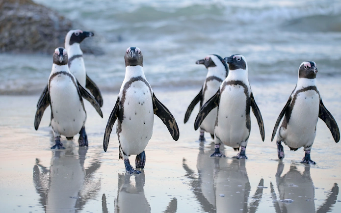 Penguins walking on the beach at Boulders Penguin Colony, Cape Town.