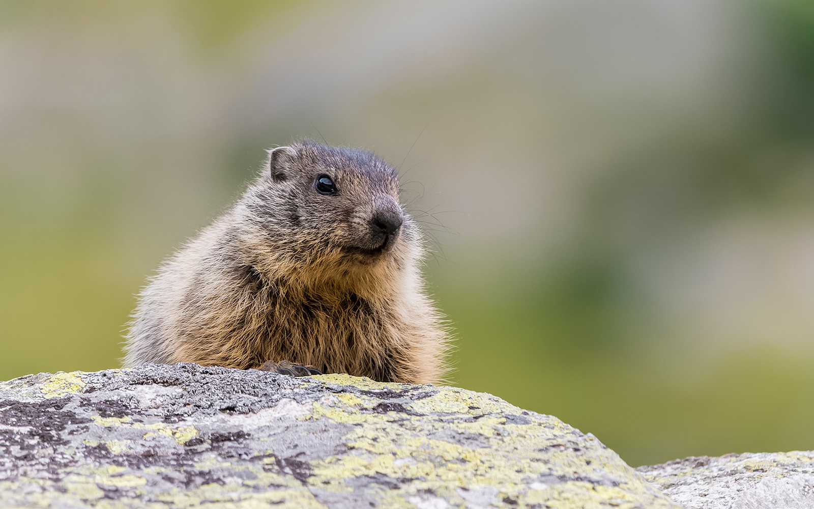 Marmot in Marmot Trail