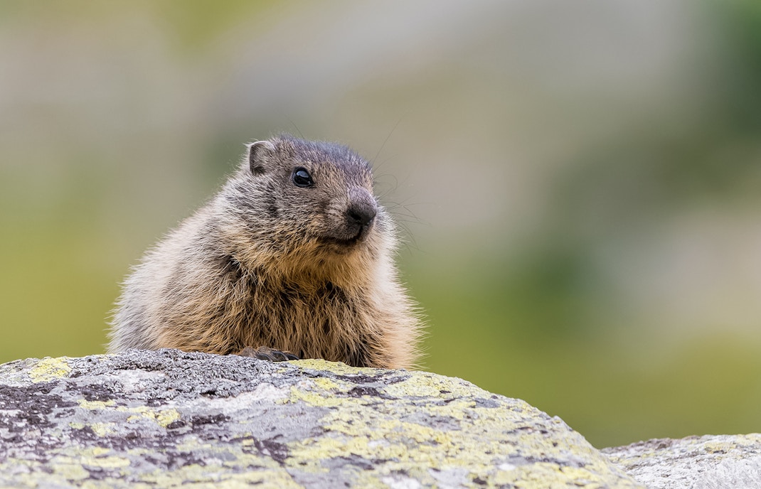 Marmot in Marmot Trail