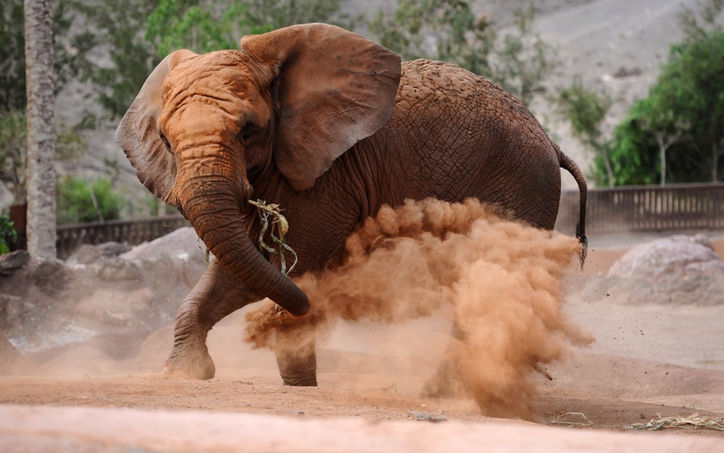 Elephant kicking up dust at Oasis Wildlife Fuerteventura.