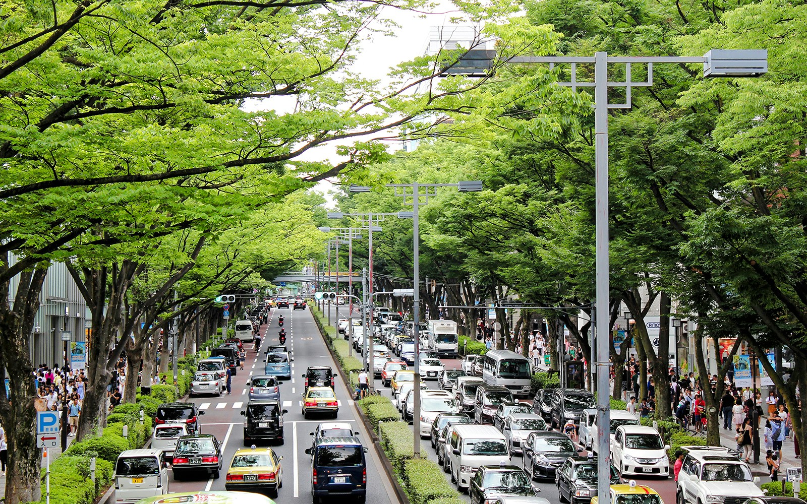 Omotesando street view from overpass with tree-lined avenue and busy traffic in Tokyo.