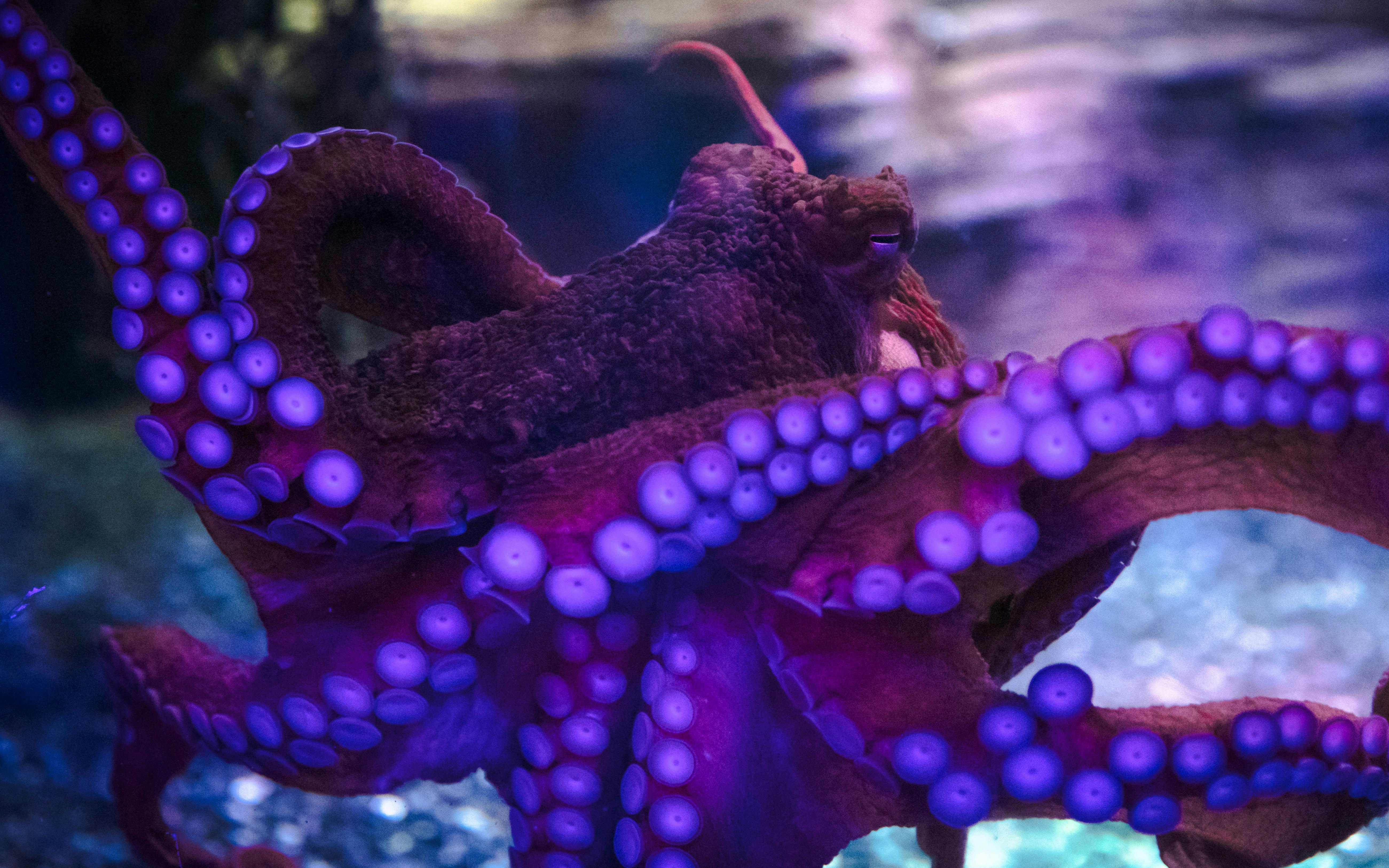 Octopus at SEA Life Birmingham's Octopus Hideout exhibit.