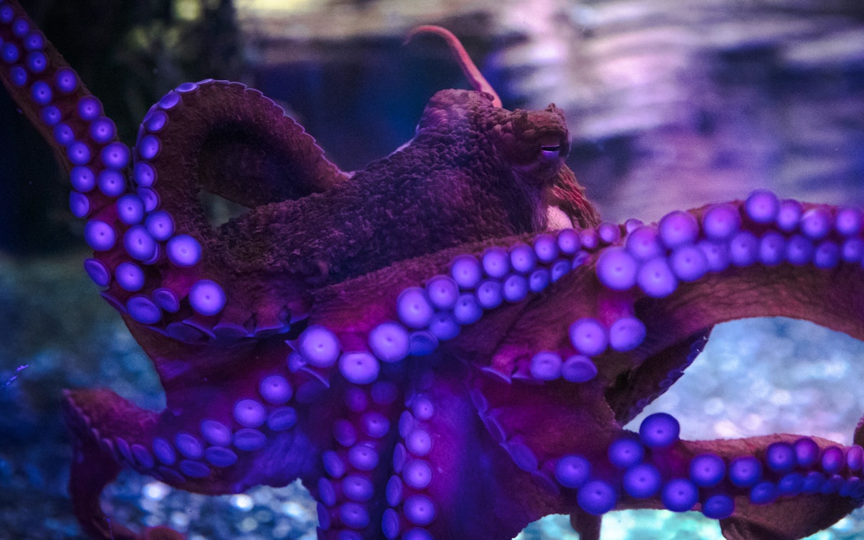 Octopus at SEA Life Birmingham's Octopus Hideout exhibit.
