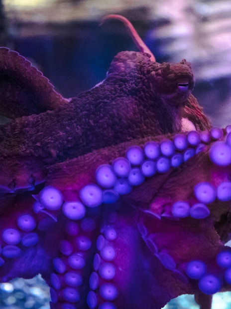 Octopus at SEA Life Birmingham's Octopus Hideout exhibit.