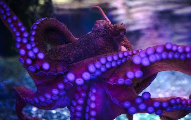 Octopus at SEA Life Birmingham's Octopus Hideout exhibit.