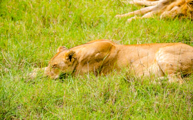 From Nairobi: 7-Day Masai Mara & Lake Nakuru Safari