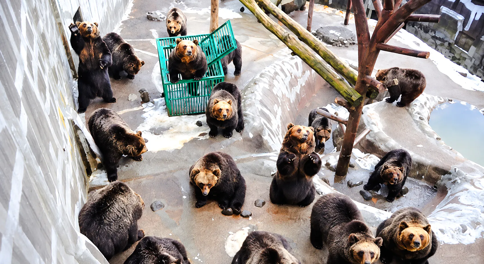 Bears in an enclosure at Noboribetsu Bear Park, part of the Sapporo winter day tour in Hokkaido.