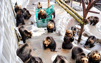 Bears in an enclosure at Noboribetsu Bear Park, part of the Sapporo winter day tour in Hokkaido.