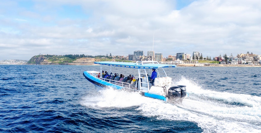 Newcastle Whale Watching Cruises