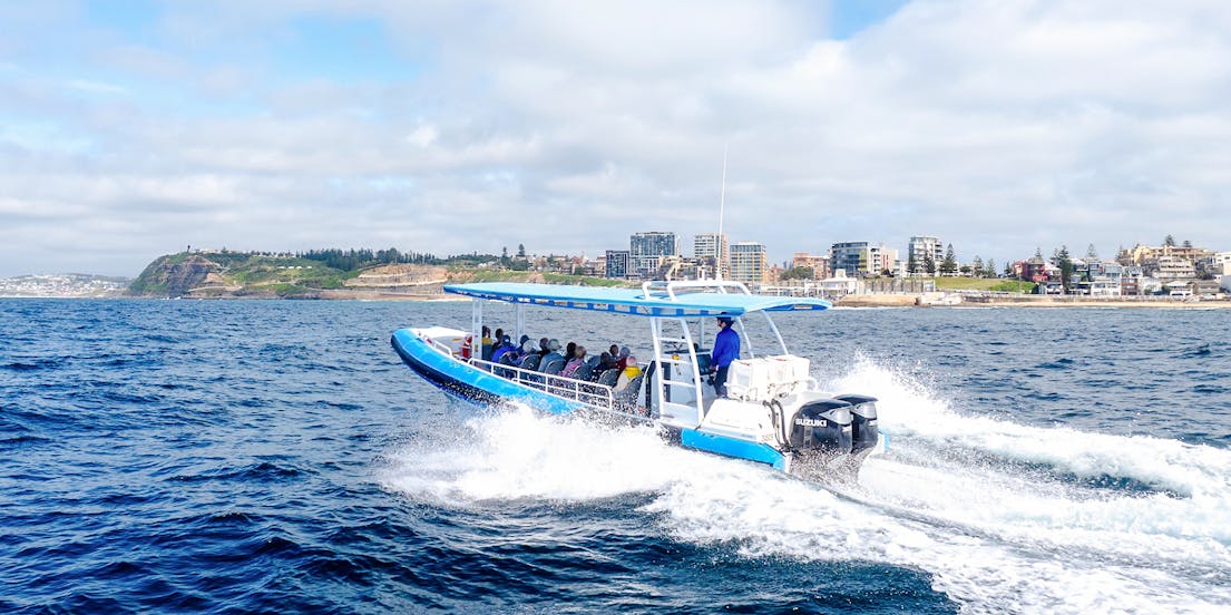 Cruceros de avistamiento de ballenas en Newcastle