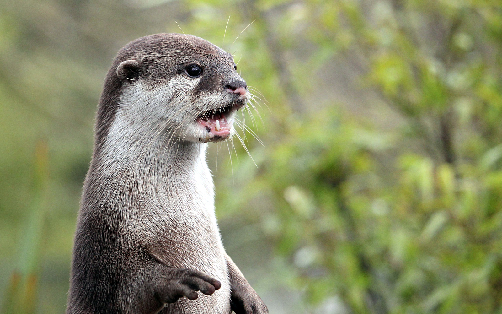 Close up portrait of an Asian or Oriental small clawed otter (Aonyx cinerea) calling out