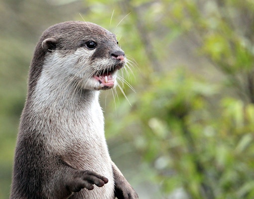 Close up portrait of an Asian or Oriental small clawed otter (Aonyx cinerea) calling out