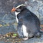Fiordland Crested Penguins