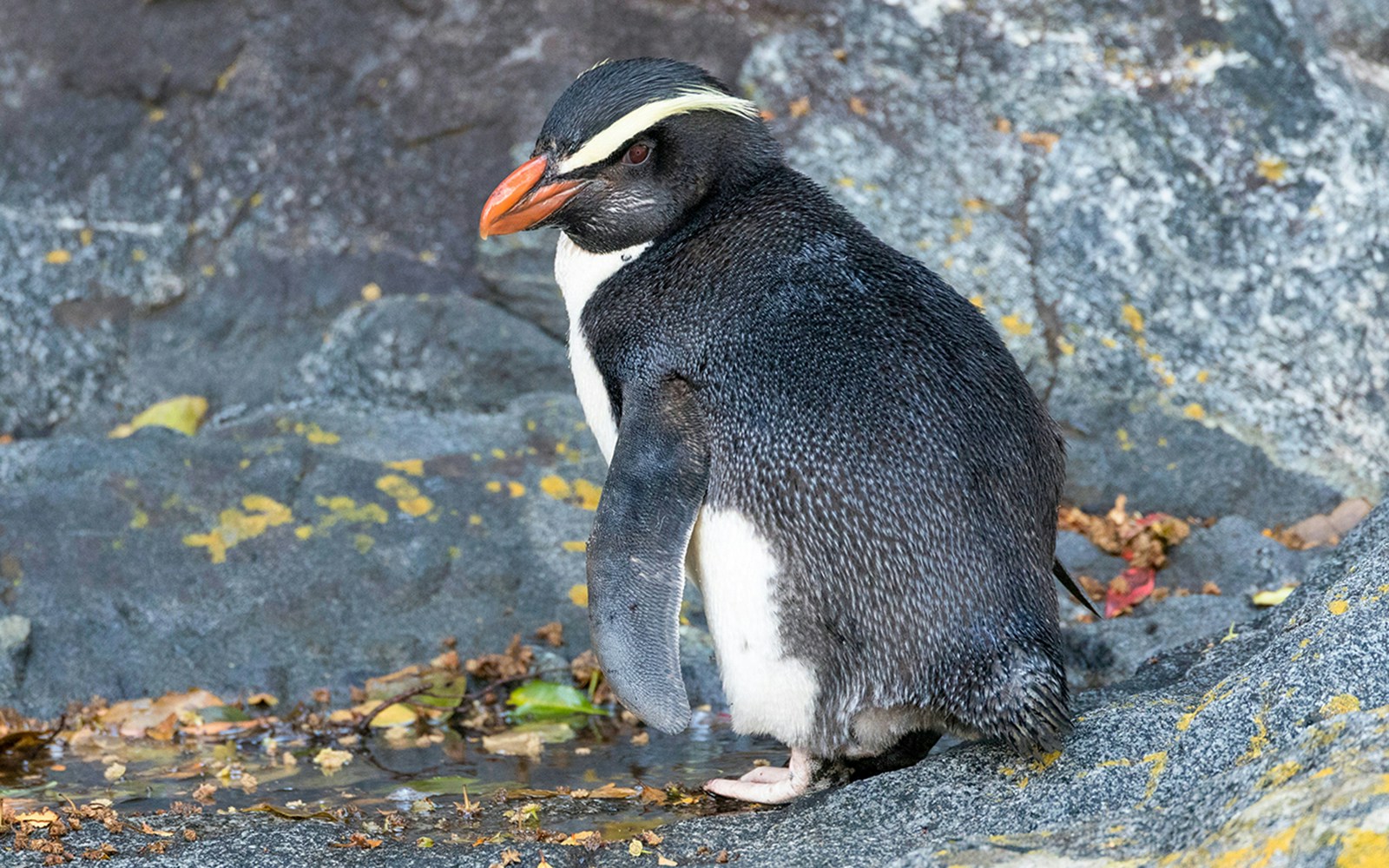 A Fiordland penguin spotted during kayaking at Milford Sound