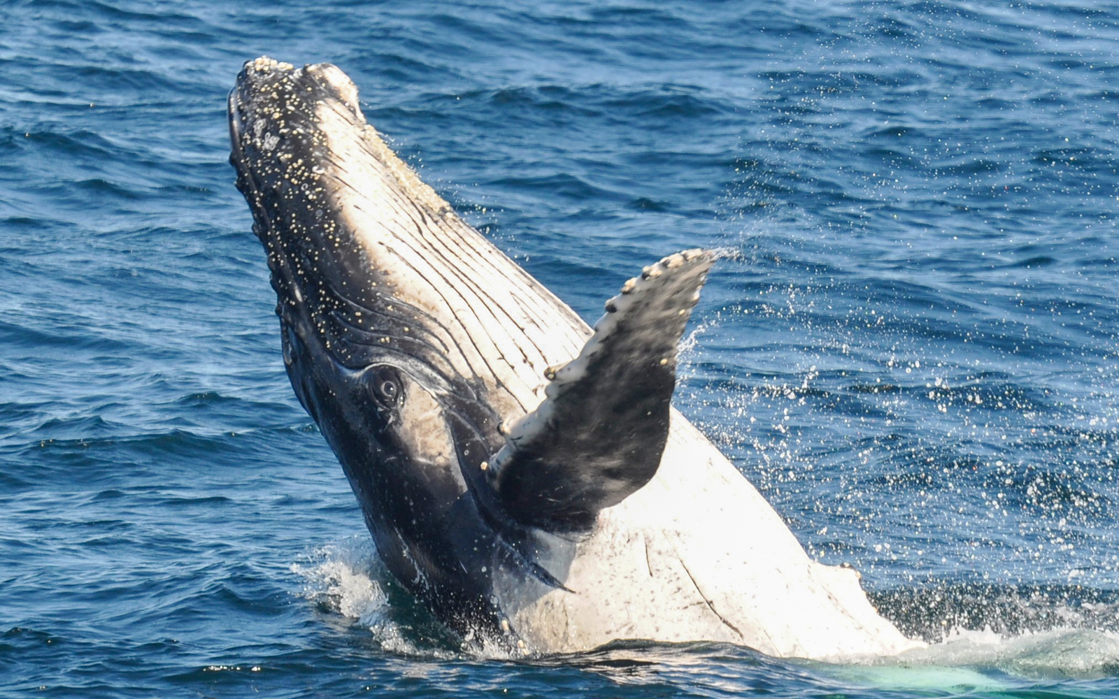 Whale breaching during Spirit of Gold Coast 2.5-hour whale watching cruise.