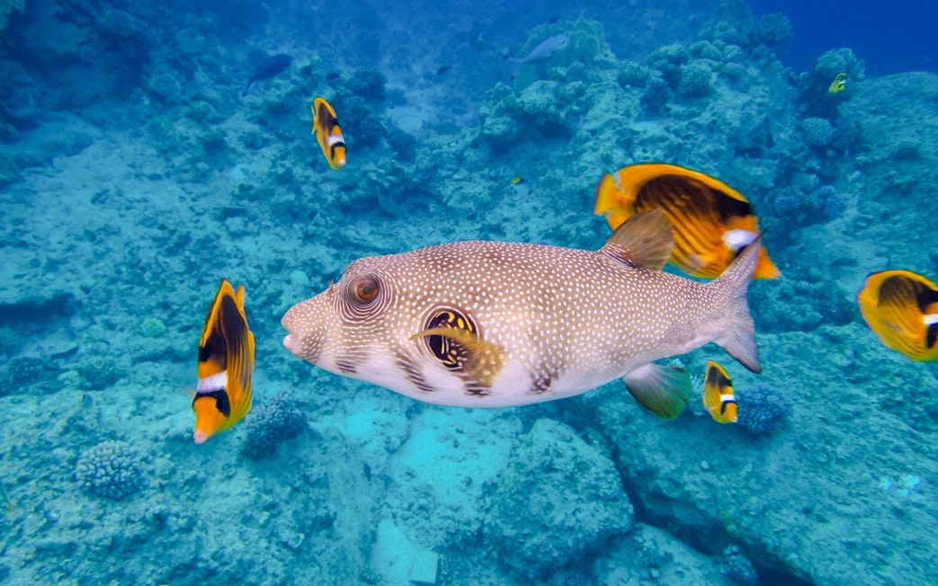 Stellate puffer fish swimming over coral reef, Red Sea, Hurghada tour.