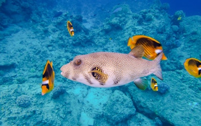 Stellate puffer fish swimming over coral reef, Red Sea, Hurghada tour.