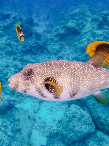 Stellate puffer fish swimming over coral reef, Red Sea, Hurghada tour.