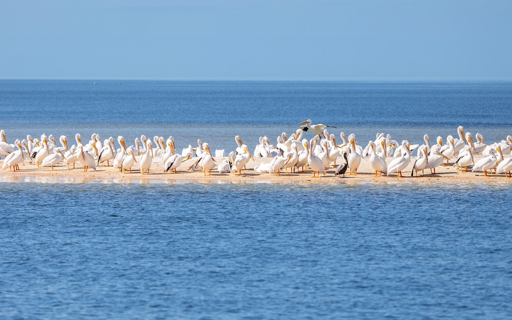 American White Pelicans on a sandbar during National Park airboat tour.