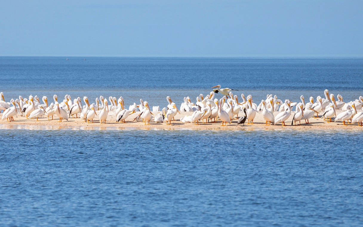 American White Pelicans on a sandbar during National Park airboat tour.