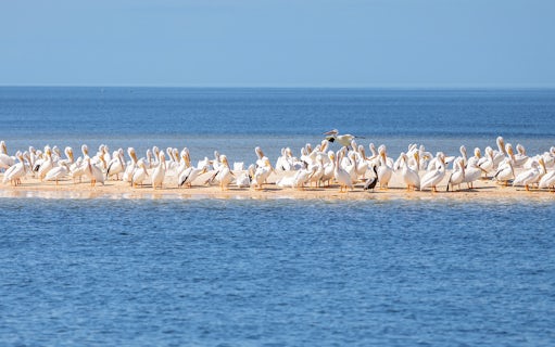 American White Pelicans on a sandbar during National Park airboat tour.