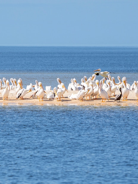 American White Pelicans on a sandbar during National Park airboat tour.