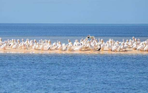 American White Pelicans on a sandbar during National Park airboat tour.