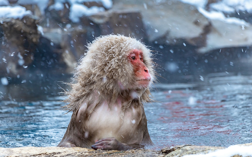Snow monkey in hot spring, Jigokudani Park, Nagano, Japan.