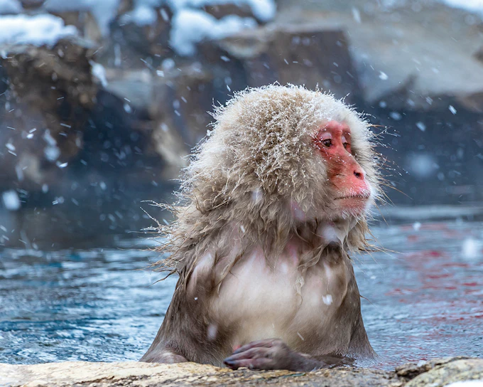 Nagano Snow Monkey Park & Shiga Kogen Maruike Park Day Tour