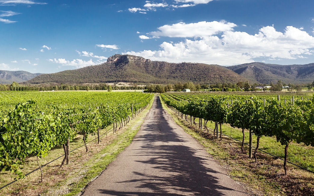 Vineyard rows with mountain backdrop in Hunter Valley, Australia.