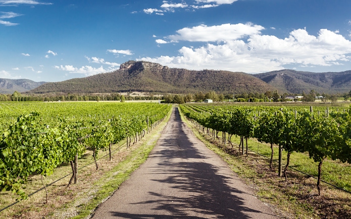 Vineyard rows with mountain backdrop in Hunter Valley, Australia.