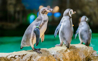 Penguins standing on rocks at Samudra Ancol.