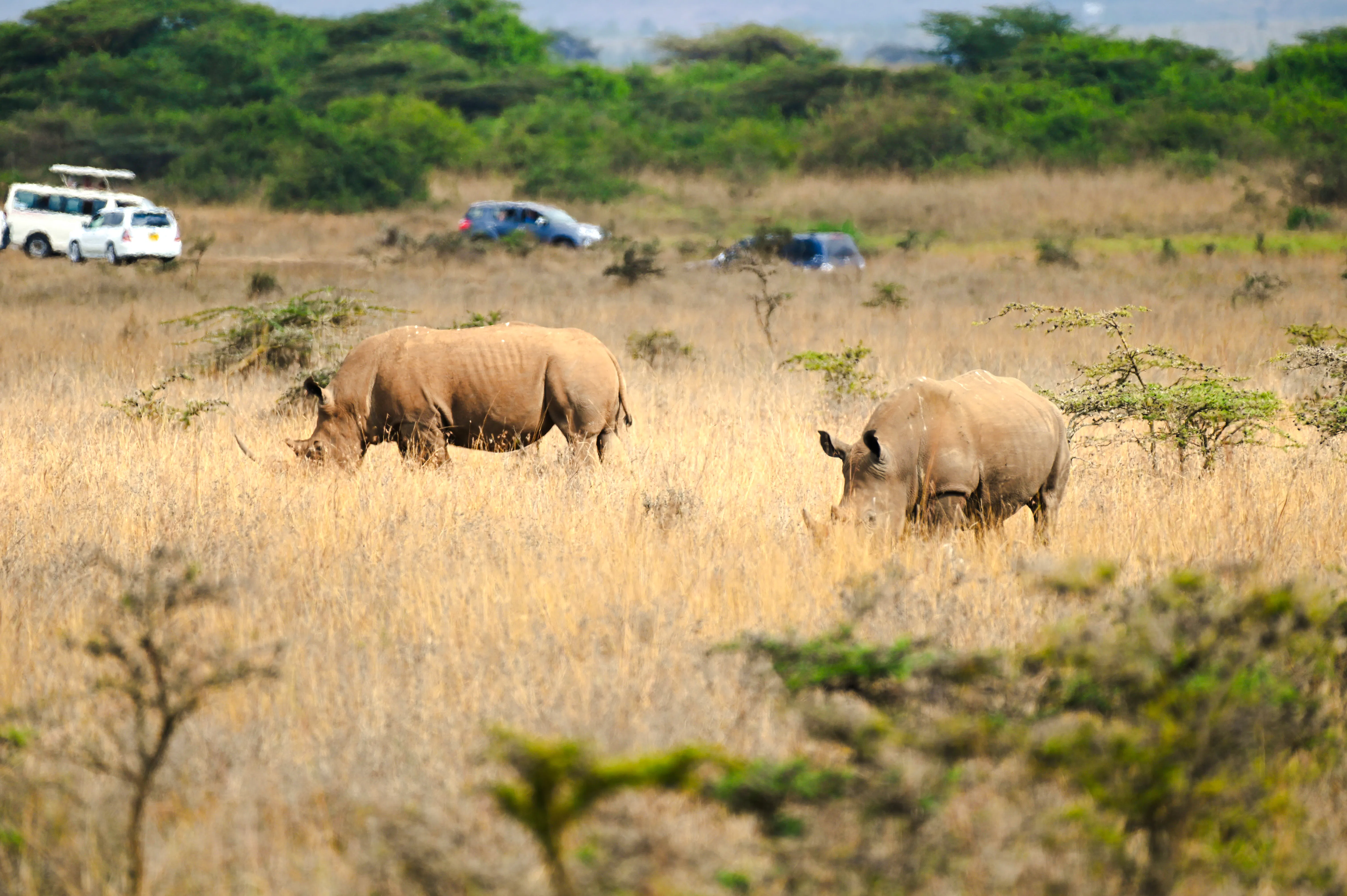 Rhinos grazing in Nairobi National Park with safari vehicles in the background.