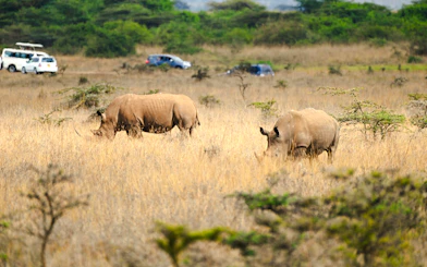Rhinos grazing in Nairobi National Park with safari vehicles in the background.