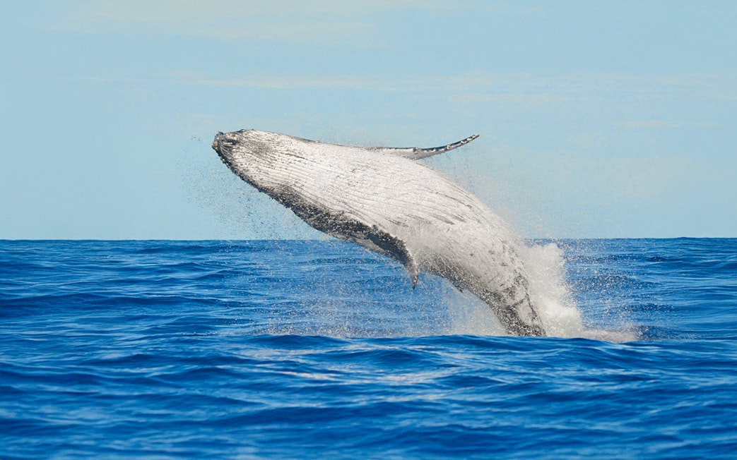 Humpback whale breaching in the ocean near Tenerife.