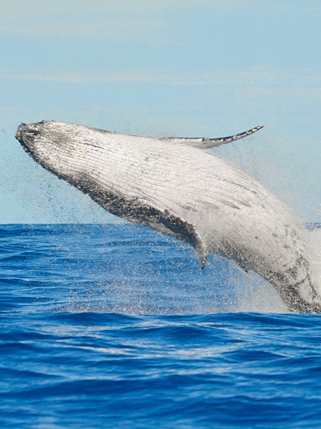 Humpback whale breaching in the ocean near Tenerife.