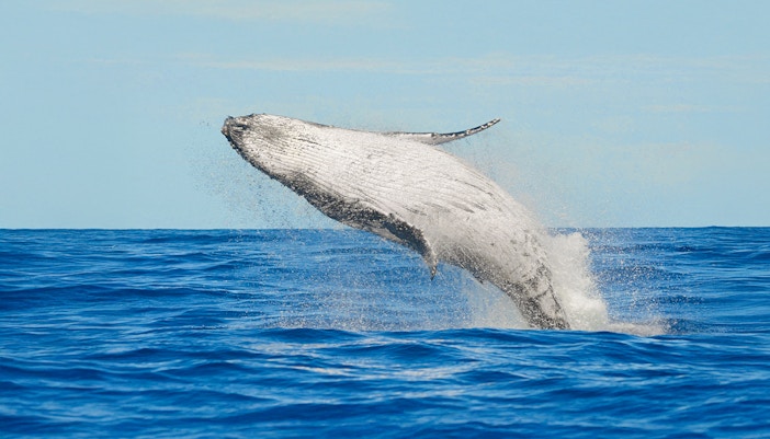 Humpback whale breaching in the ocean near Tenerife.