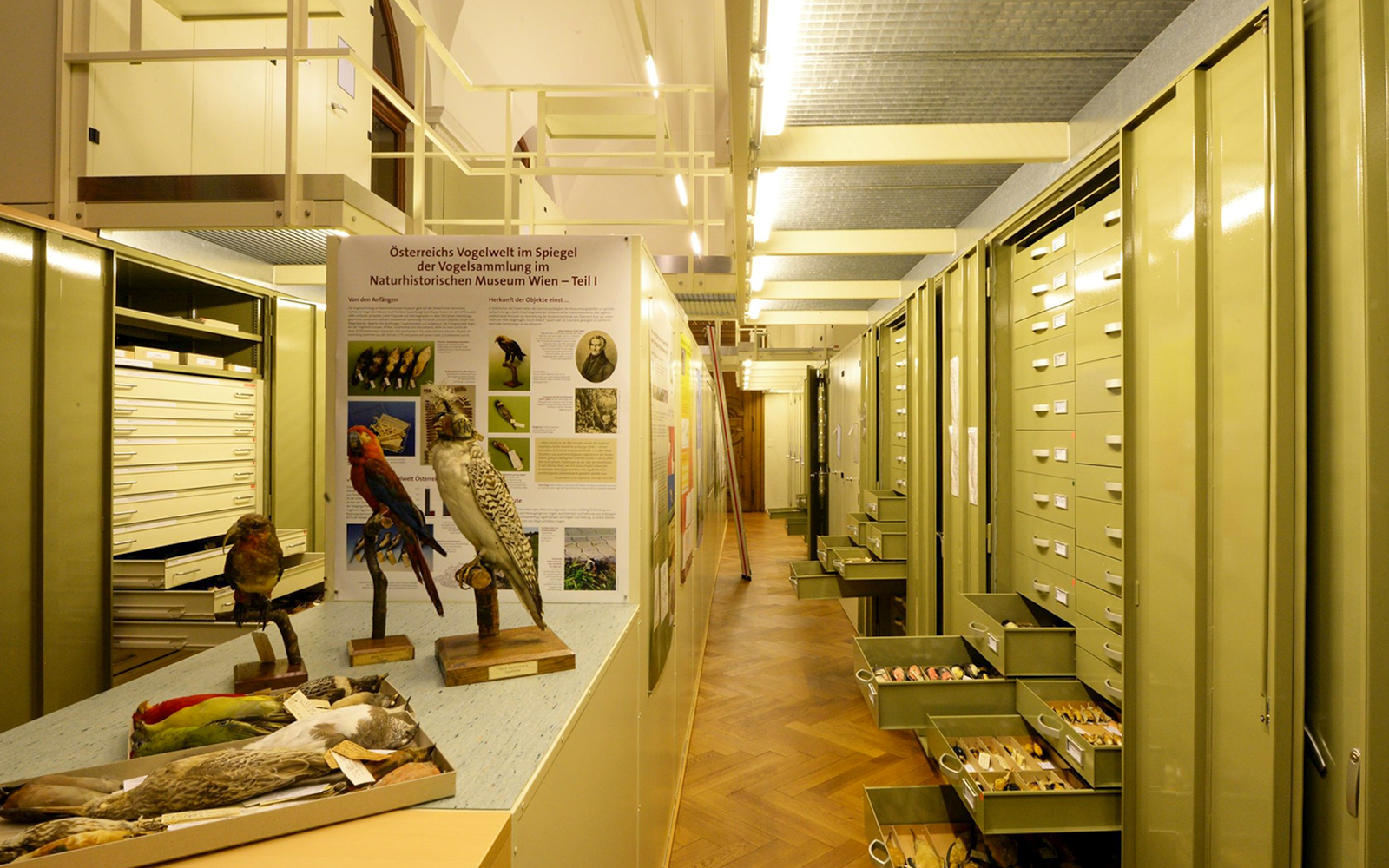 Natural History Museum Vienna bird exhibit with taxidermy specimens and informational display.