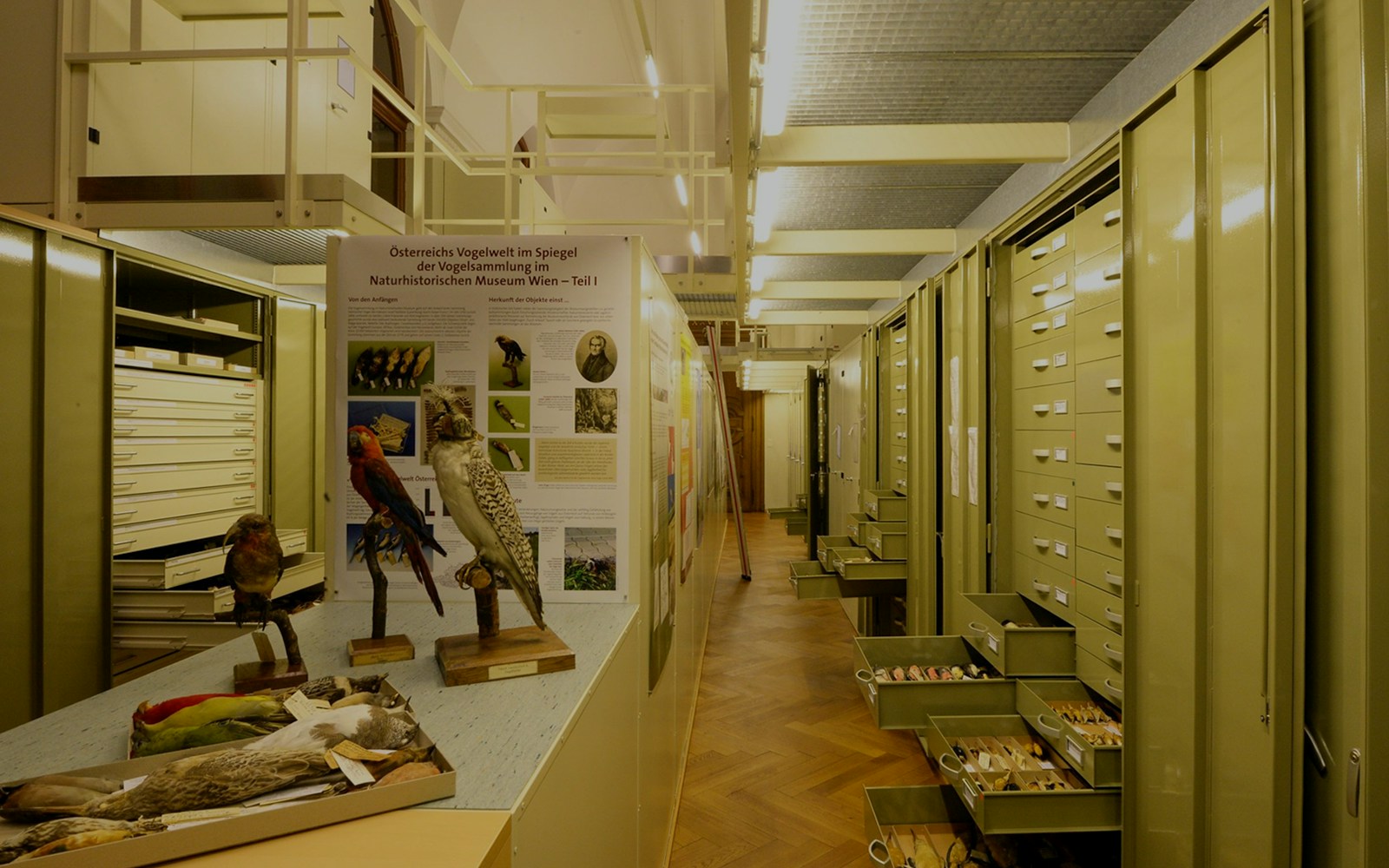 Natural History Museum Vienna bird exhibit with taxidermy specimens and informational display.