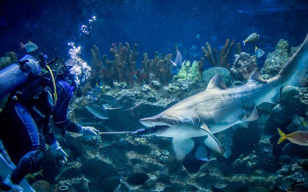 Diver interacting with sand tiger shark at Aquaria KLCC.
